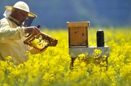 Региональный закон о пчеловодстве планируют отменить
