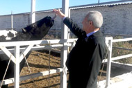 Александр Скляров в ходе рабочей поездки посетил молочную ферму в Чернянском районе