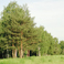 В Белгородской области введут ответственность за нарушение порядка пребывания в лесах